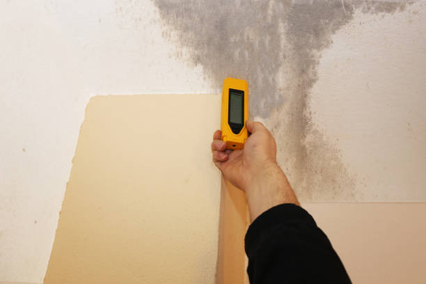Trusted Hermitage, PA Mold Removal Experts